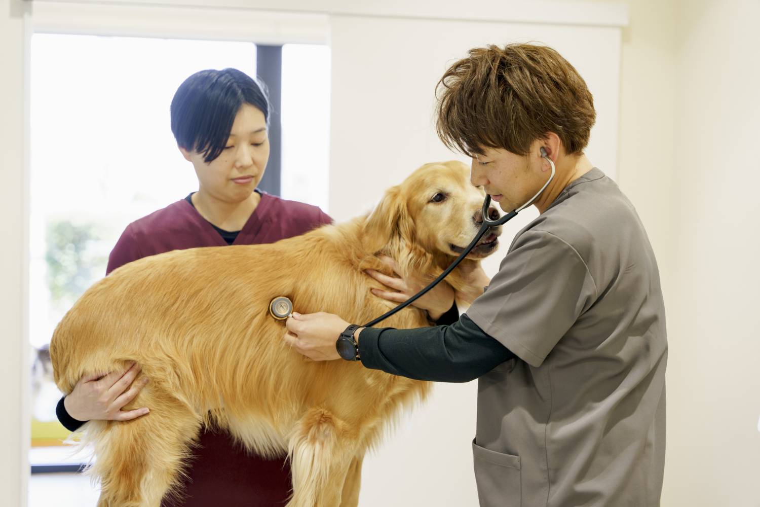 橋爪動物病院院長
